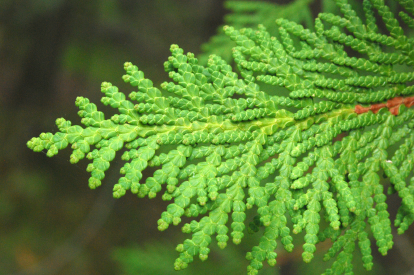 A branch of white cedar, green in colour.